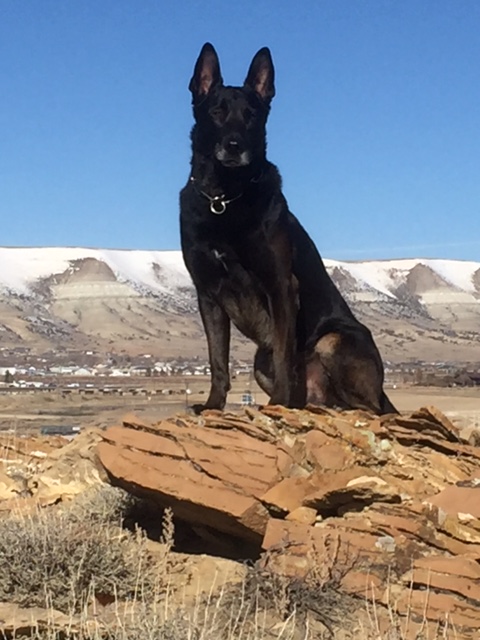 K9 Kylee